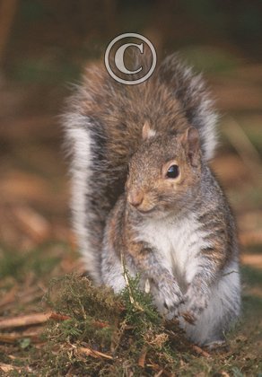 Grey Squirrel DM0371